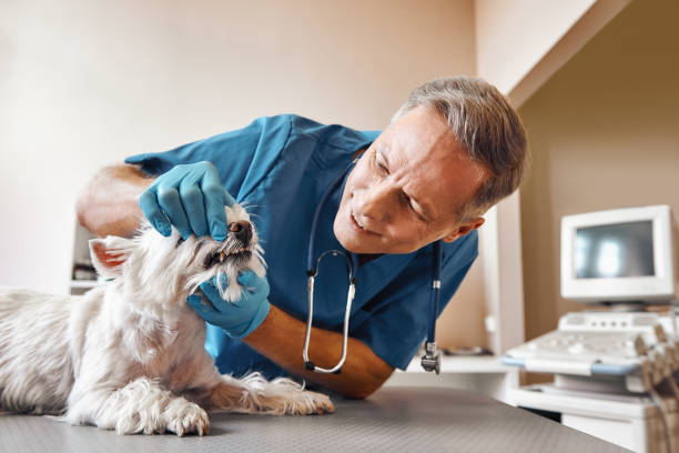 Best Emergency Dental Extractions in Parowan, UT